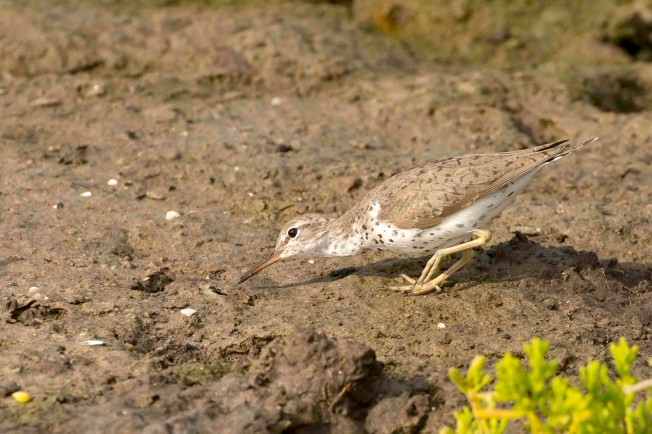 Spotted Sandpiper.Abaco Bahamas - Tom Sheley