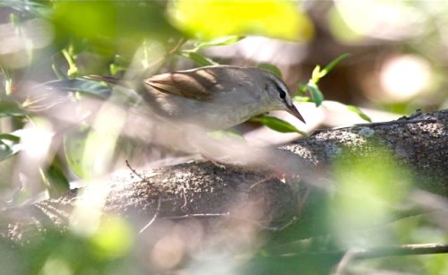 Swainson's Warbler, Abaco - Bruce Hallett