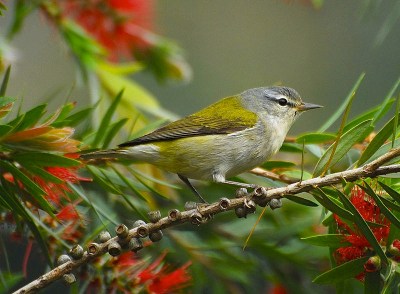 Tennessee Warbler Jerry Oldenettel Wiki