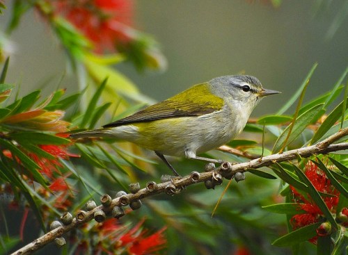 Tennessee Warbler Jerry Oldenettel Wiki