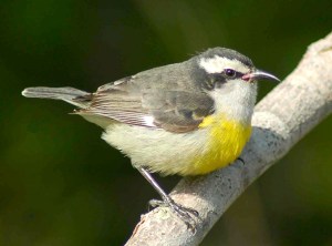 Bananaquit, Treasure Cay, Abaco - Becky Marvil