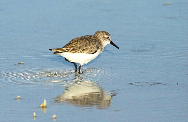 Western Sandpiper, Abaco (Bruce Hallett)