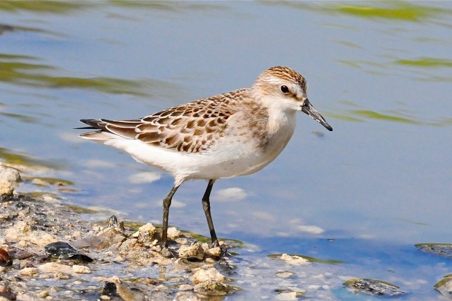 White-rumped Sandpiper_ACH3425 copy