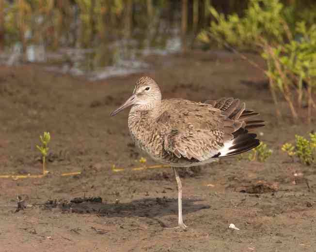 Willet.Abaco Bahamas.2.13.Tom Sheley small