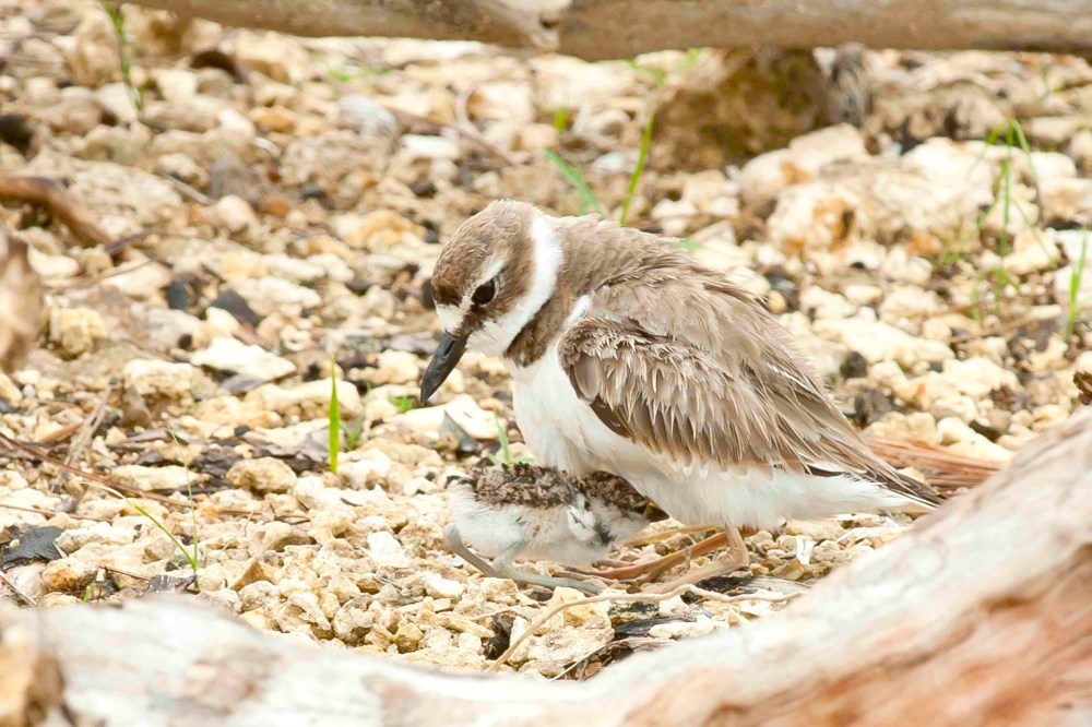 Wilson's Plover, Abaco Bahamas - Tom Sheley