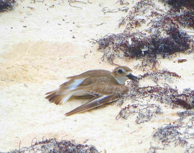 Wilson's Plover, Abaco (broken wing display) Clare Latimer - Version 2