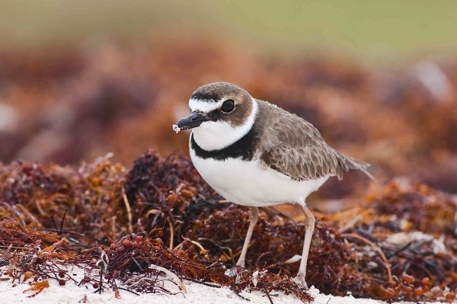 Wilson's Plover, Delphi Club Beach, Abaco - Craig Nash