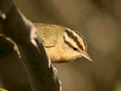 Worm-eating Warbler.Bahama Palm Shores.Abaco Bahamas.Tom Sheley