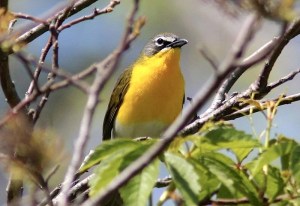 Yellow-breasted Chat Emily Willoughby wiki