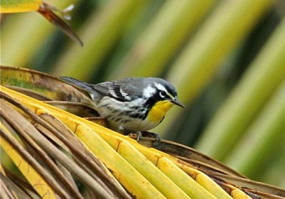 Yellow-throated Warbler, Abaco - Bruce Hallett