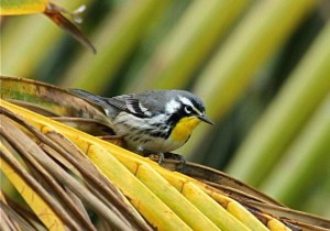 Yellow-throated Warbler, Abaco - Bruce Hallett