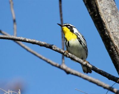 Yellow-throated Warbler, Abaco - Bruce Hallett