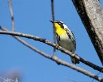 Yellow-throated Warbler, Abaco - Bruce Hallett