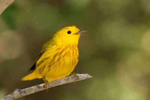 Yellow Warbler, Abaco Bahamas.6.13.Tom Sheley