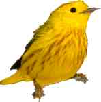 Yellow Warbler at sunrise.Abaco Bahamas.6.13.Tom Sheley copy copy