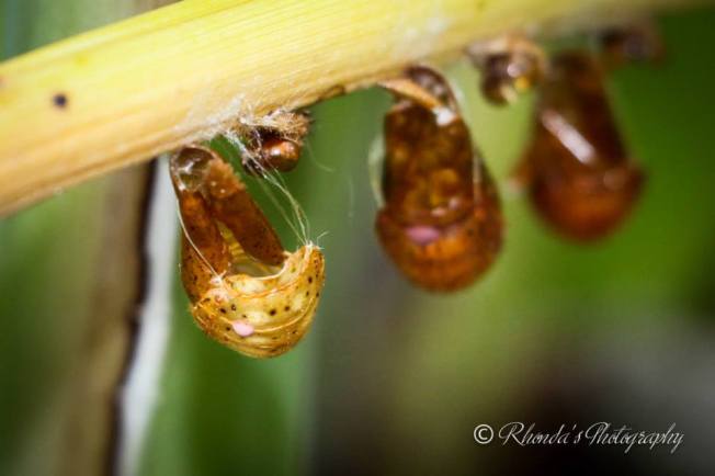 10410511_10152536410758720_8834582183802288185_n