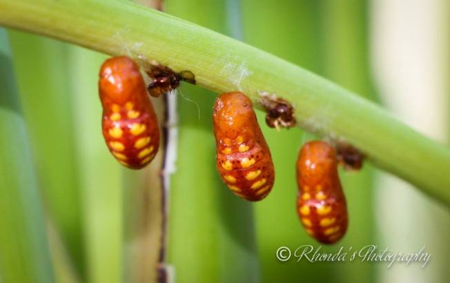 10460336_10152513042213720_1749266799385283727_n