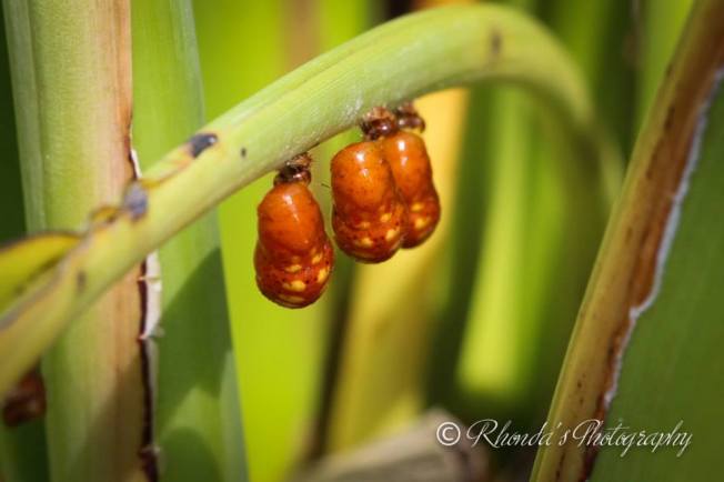 10516815_10152518719448720_8042135533496504376_n