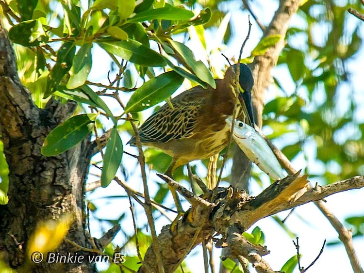 Green Heron eating fish (Binkie van Es)