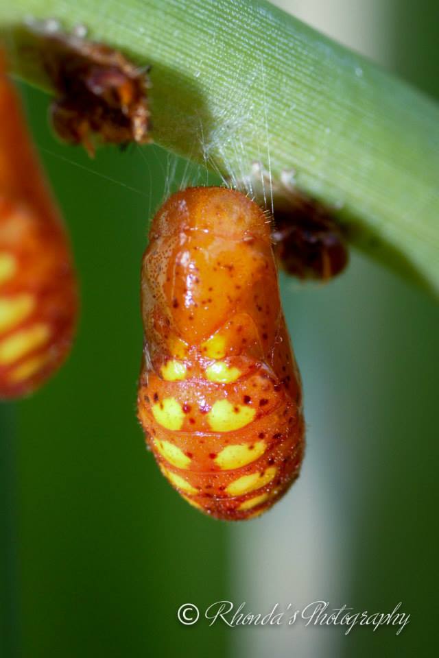 10636149_10152513103088720_95745605012112261_n