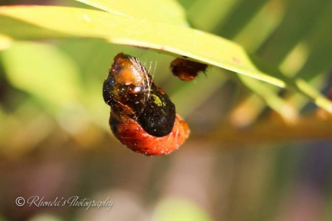 10670036_10152537482408720_2714379949813709137_n