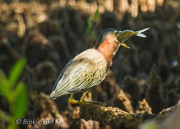 Green Heron eating fish (Binkie van Es)