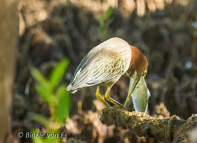 Green Heron eating fish (Binkie van Es)