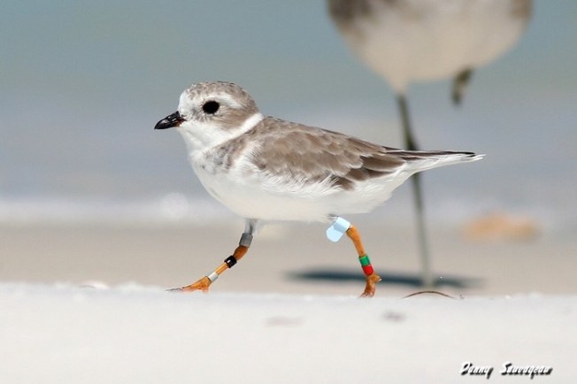Piping Plover - Danny Sauvageau