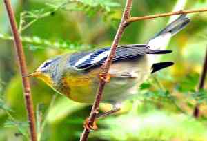 BAHAMAS - Northern Parula Warbler, Abaco - Becky Marvil