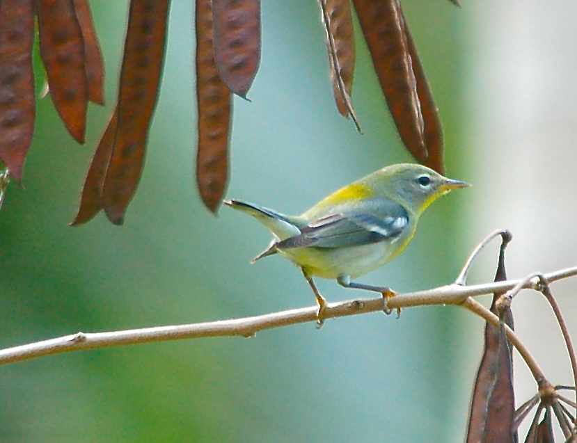 ABACO BAHAMAS - Northern Parula 2, 1-22-12, Nursery copy 2