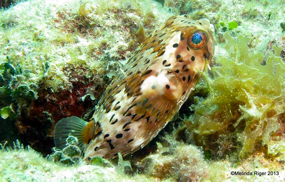 Burrfish ©Melinda Riger @ G B Scuba