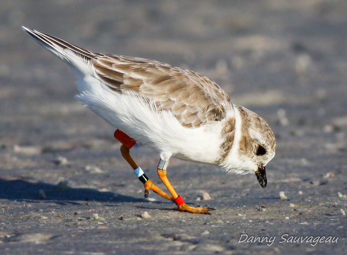 Piping Plover - Danny Sauvageau