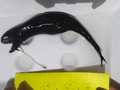 Scaleless Black Dragonfish - BMMRO Abaco