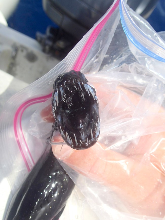 Scaleless Black Dragonfish - BMMRO Abaco