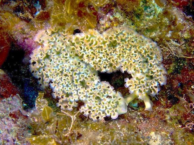 Elysia_crispata_(Lettuce_Sea_Slug_pair) Nick Hobgood