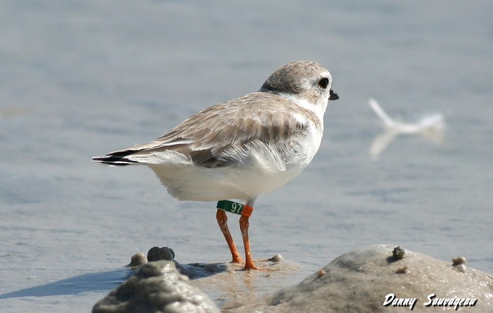 Piping Plover - Danny Sauvageau