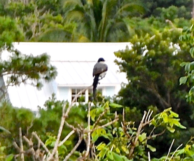 Fork-tailed Flycatcher, Abaco (Shirley Cartwright)