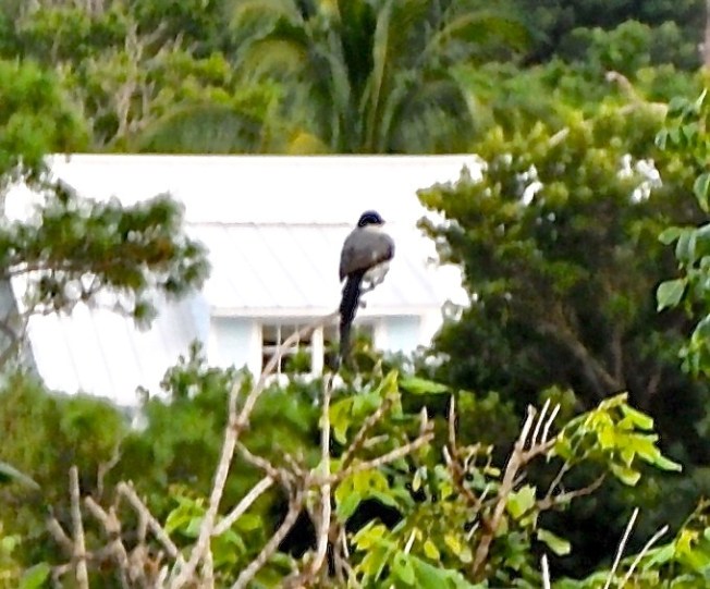 Fork-tailed Flycatcher, Abaco (Shirley Cartwright)