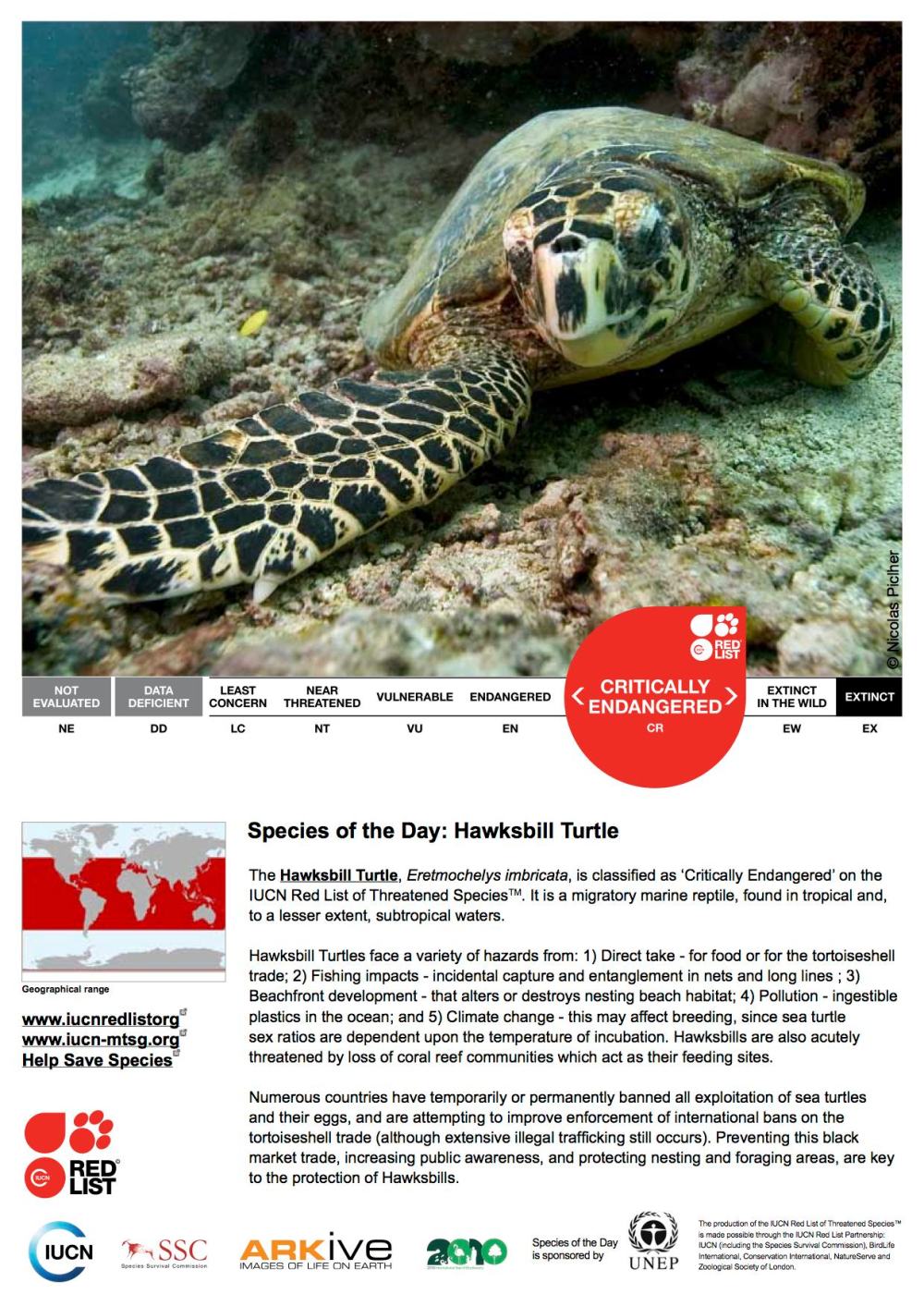 Hawksbill Turtle Eretmochelys imbricata (IUCN Red List)