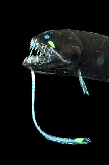 Scaleless black dragonfish (Melanostomias biseriatus) (imagesource.com)