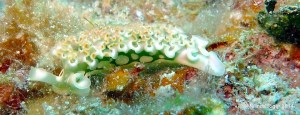 Lettuce Sea Slug ©Melinda Riger @ GB Scuba copy
