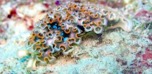 Lettuce Sea Slug ©Melinda Riger @ Grand Bahama Scuba copy
