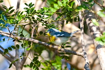 Northern Parula, Abaco Craig Nash