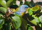 Northern Parula, Abaco - Craig Nash