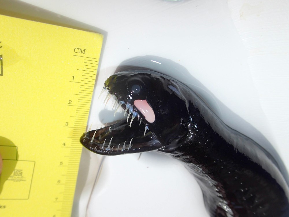 Scaleless Black Dragonfish - BMMRO Abaco