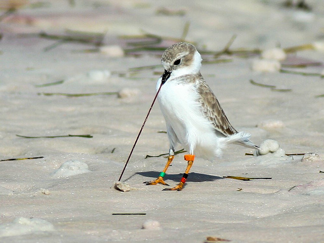 Piping Plover - Danny Sauvageau