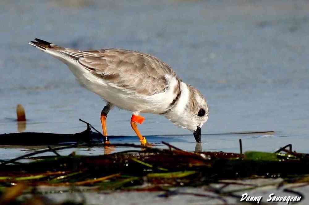 Piping Plover (Danny Sauvageau) 2