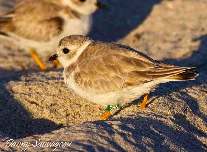 Piping Plover (Danny Sauvageau) 4