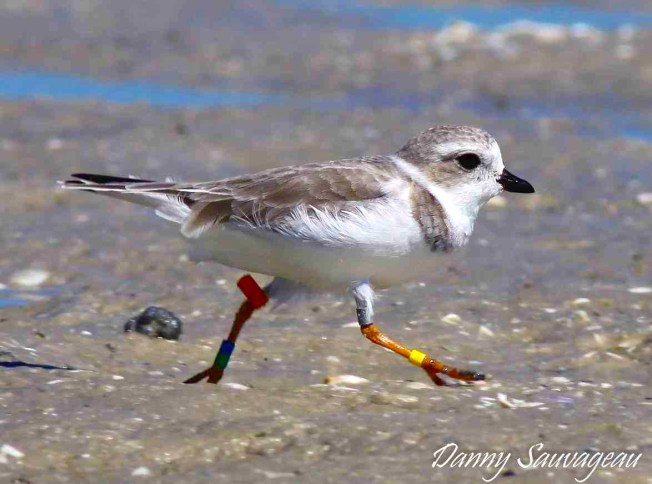 Piping Plover (Danny Sauvageau) 7