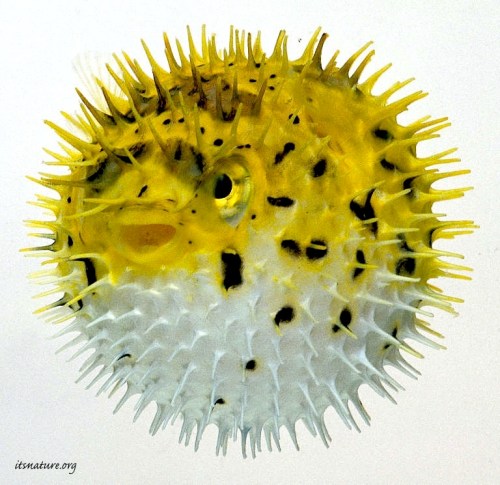 porcupine-fish